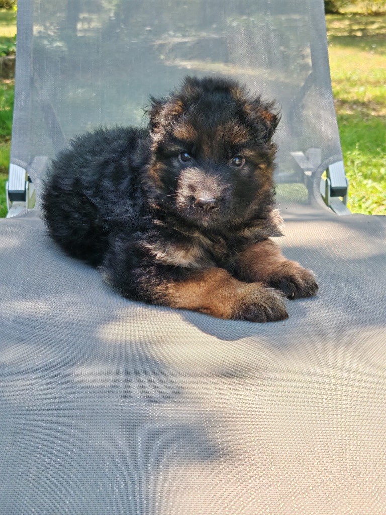 Chiots disponibles