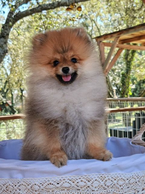 Spitz nain Poméranian dipsonible