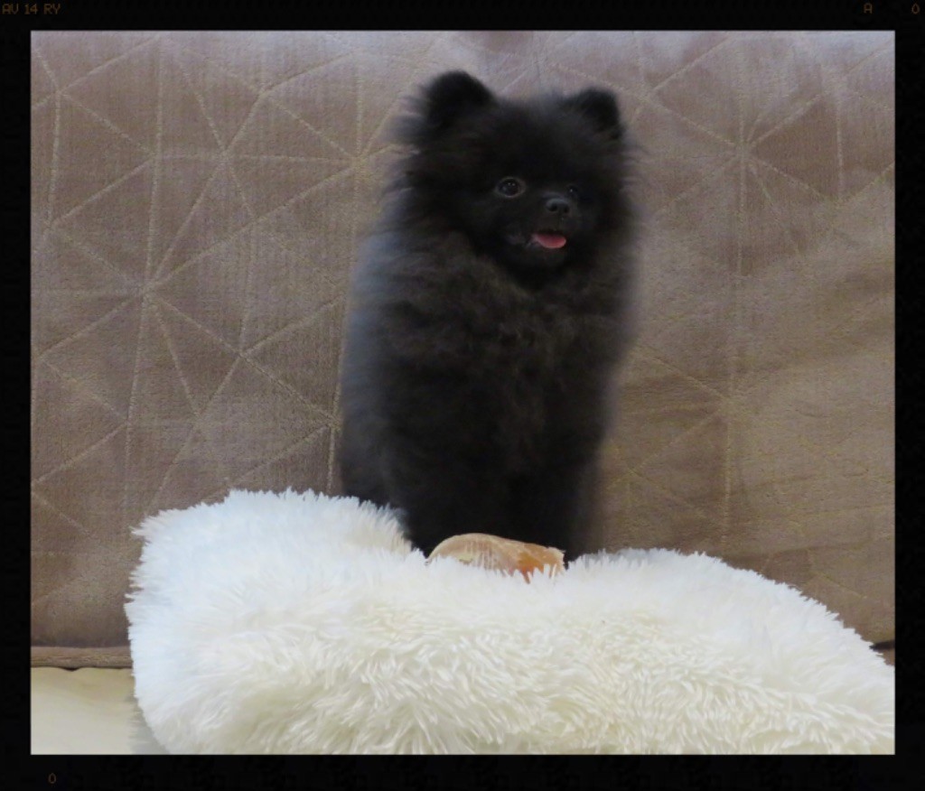 Von Klein Skarabaus - Chiots disponibles - Spitz allemand